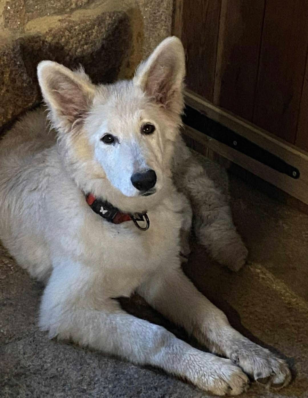 Au Delà Des Étoiles Polaris Des Gardiens Du Valhalla