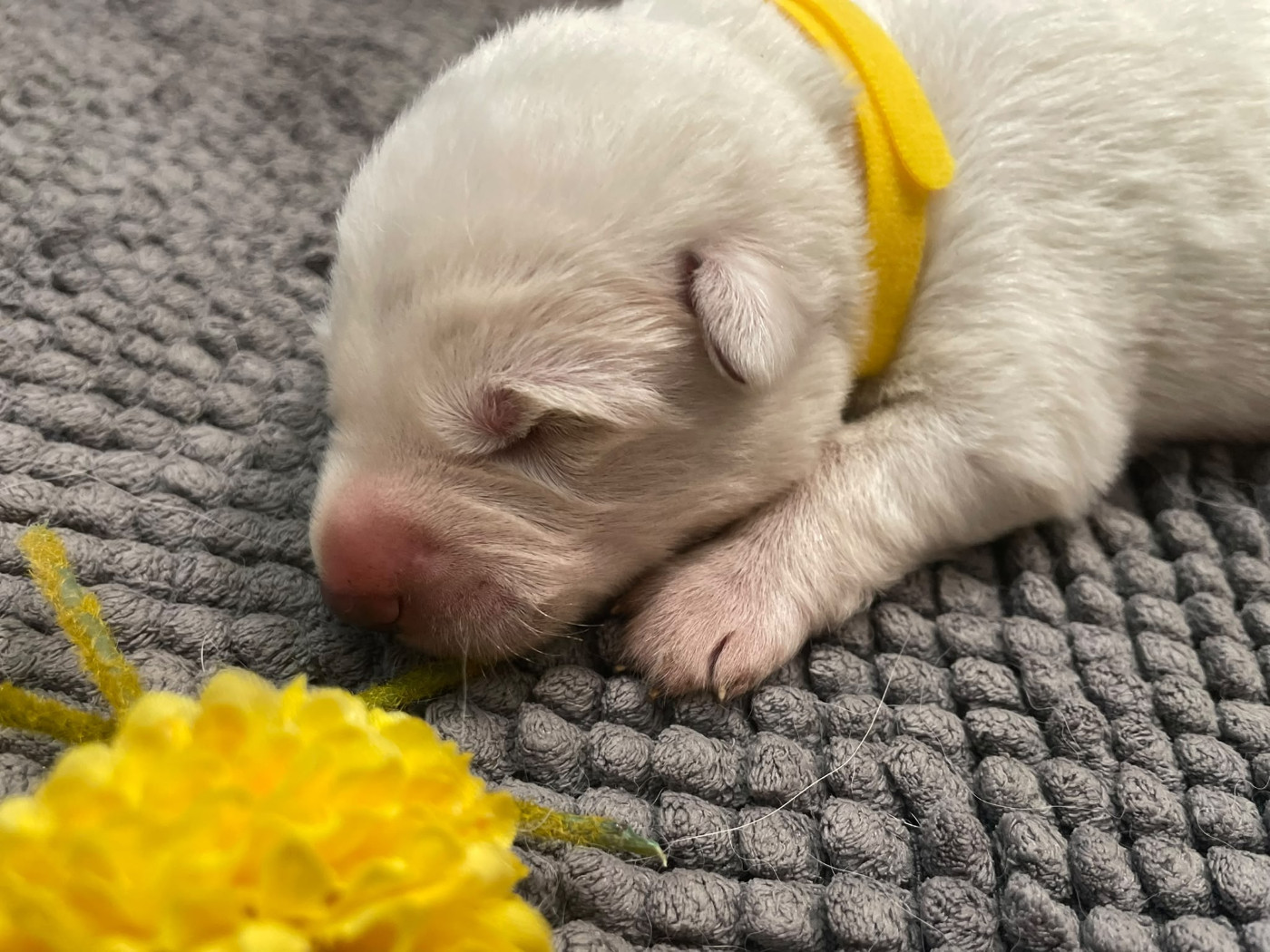 Des Loups Du Gardoire - Chiots disponibles - Berger Blanc Suisse