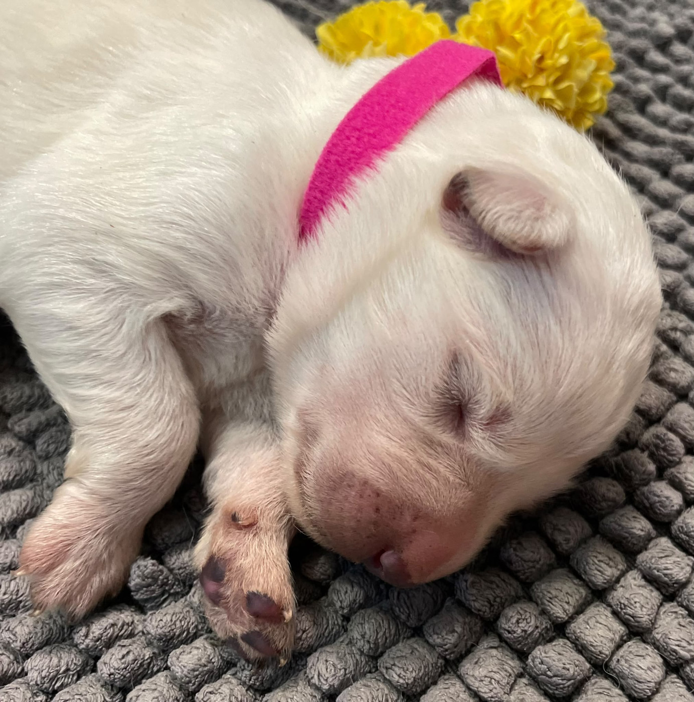 Des Loups Du Gardoire - Chiots disponibles - Berger Blanc Suisse