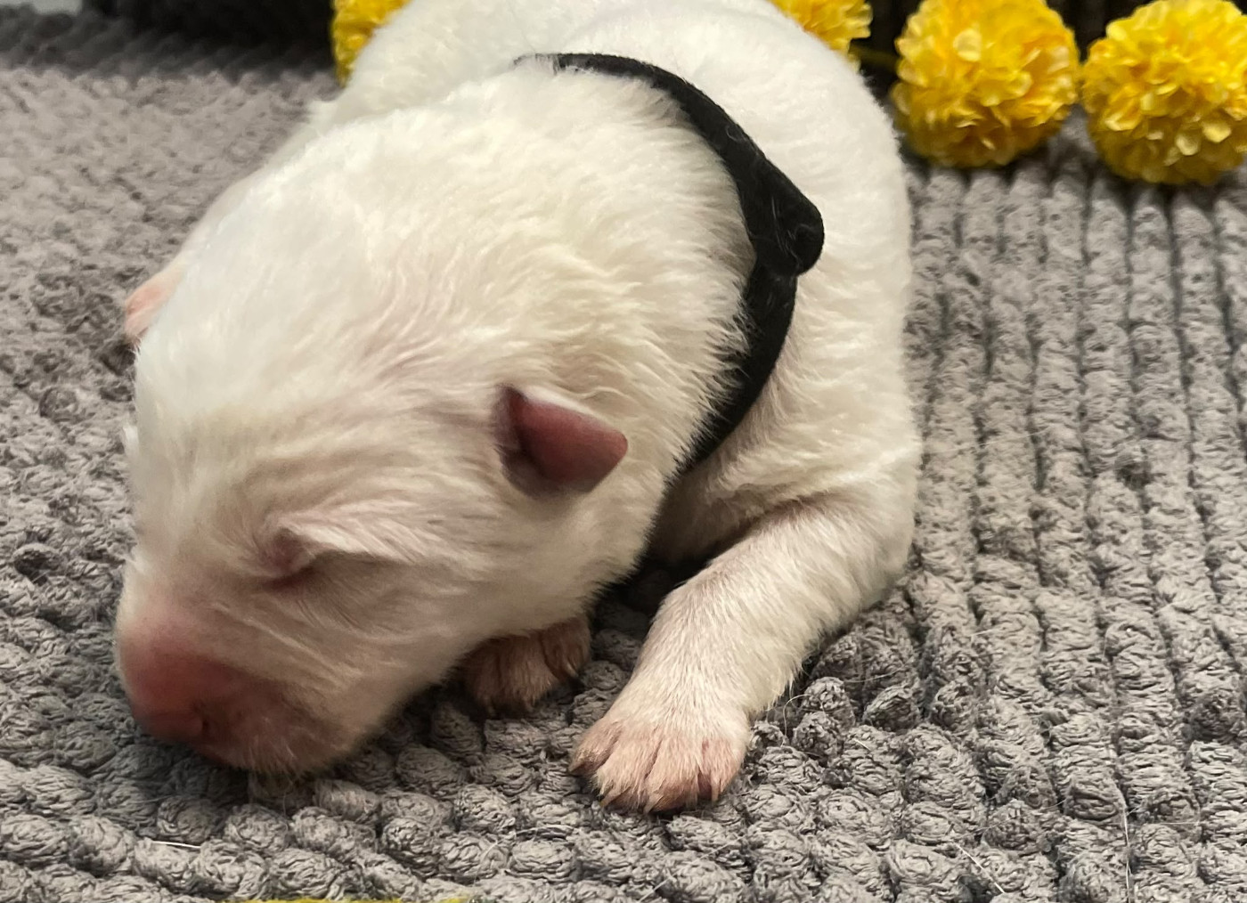 Des Loups Du Gardoire - Chiots disponibles - Berger Blanc Suisse