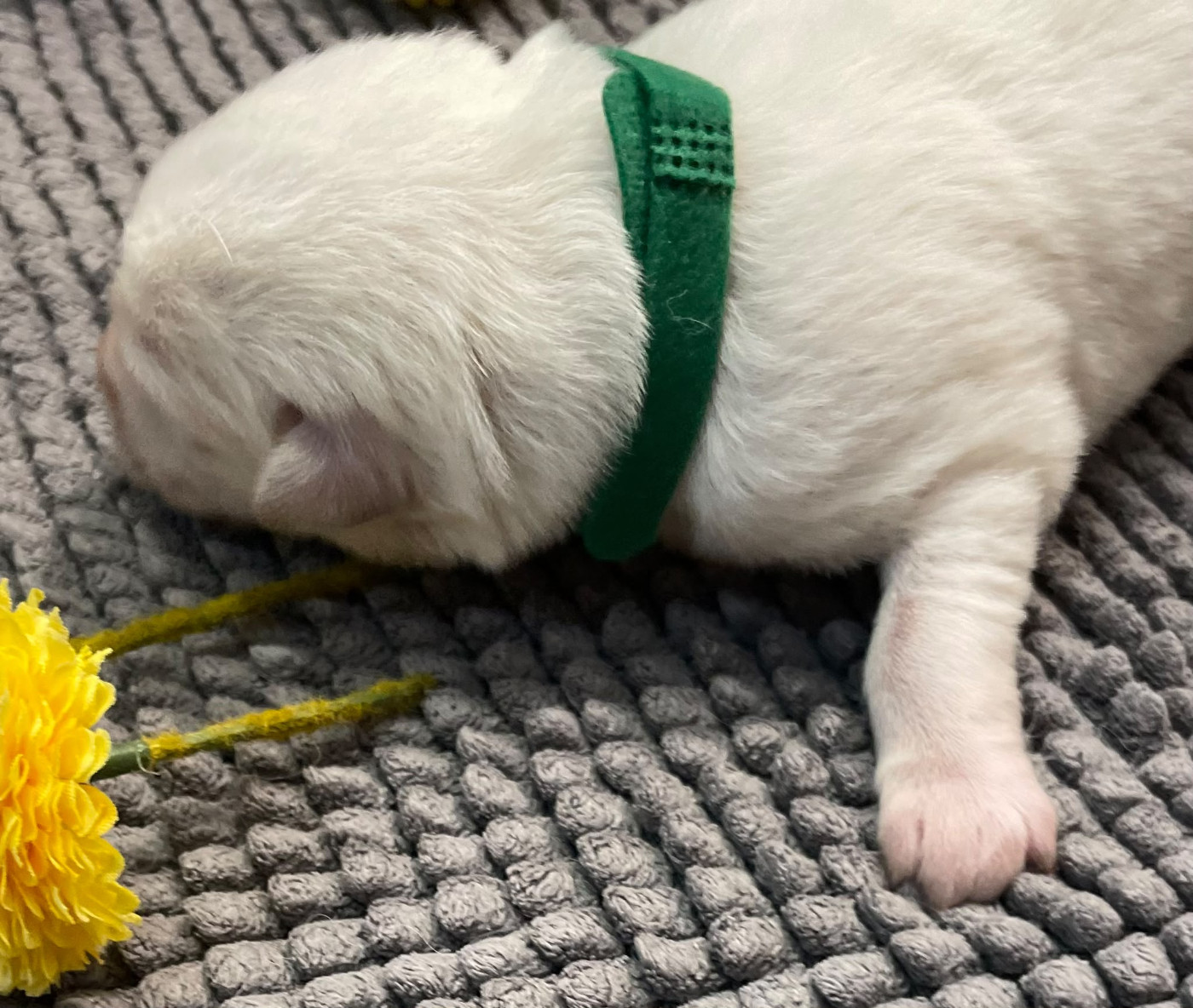 Des Loups Du Gardoire - Chiots disponibles - Berger Blanc Suisse