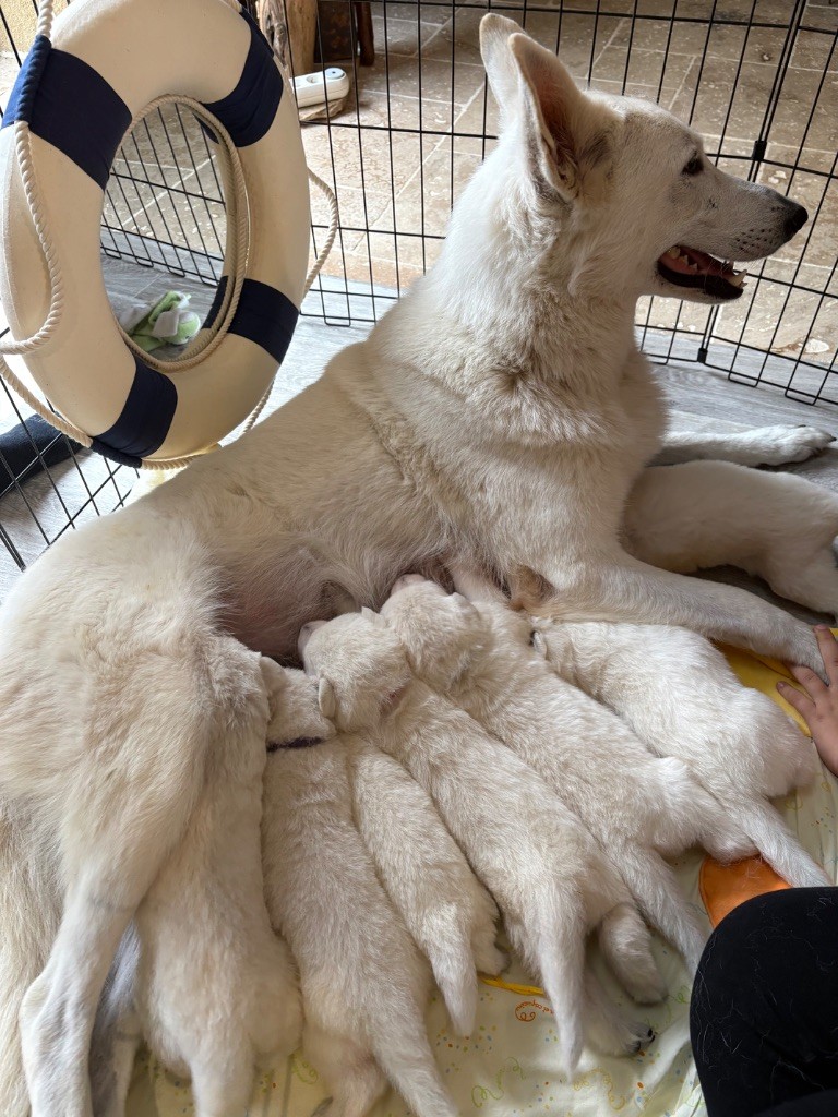 Chiot Berger Blanc Suisse Des Loups Du Gardoire