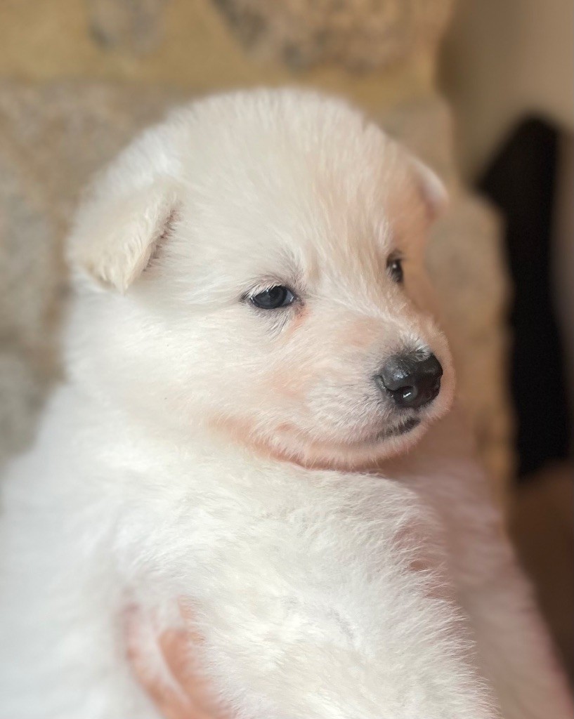 Des Loups Du Gardoire - Chiots disponibles - Berger Blanc Suisse