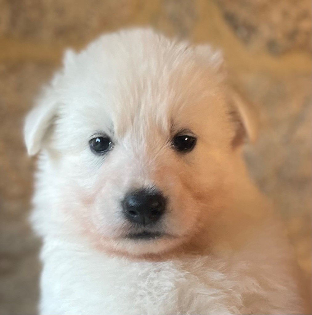 Des Loups Du Gardoire - Chiots disponibles - Berger Blanc Suisse