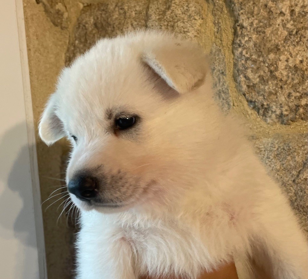Des Loups Du Gardoire - Chiots disponibles - Berger Blanc Suisse