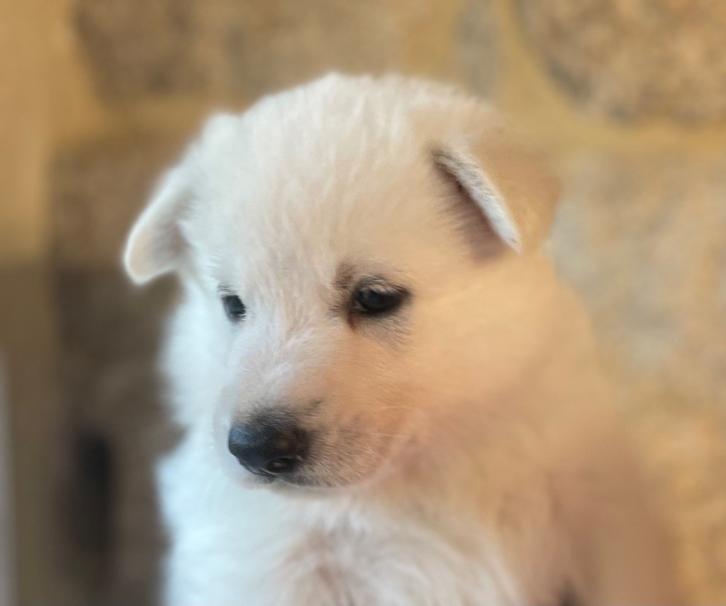 Des Loups Du Gardoire - Chiots disponibles - Berger Blanc Suisse